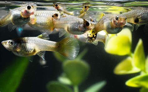 Guppy Fish Diet: Nutrition Needs, Types, and Feeding.